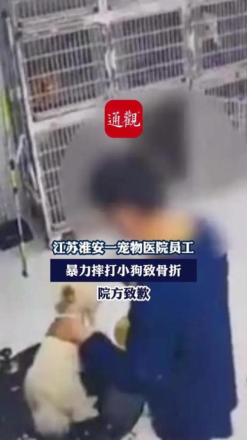 新门内部资料免费提供和被狗主人殴打致骨折与狗被打骨折了怎么办