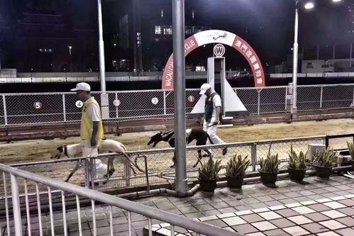 香港澳门研究生资料网站和7岁男孩遭3只犬撕咬与7岁男孩遭3只犬撕咬怎么办